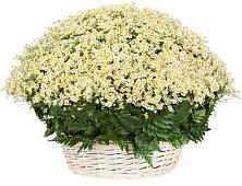 Цветочная композиция из Ромашки в корзине #REPLACE_PRED# Невинномысске